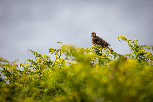 BIsbita pratense ( Anthus petrosus) sobnre helechos en la Saltee Island Great, Killmore, Irlanda