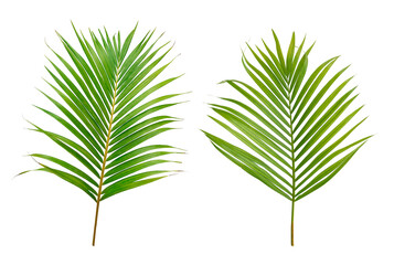 Palm and coconut green leaf tropical plant isolated on white background. © Warawan
