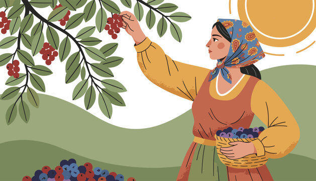 Beautiful peasant woman wearing traditional headscarf picking ripe red forest berries into a handwoven wicker basket.
