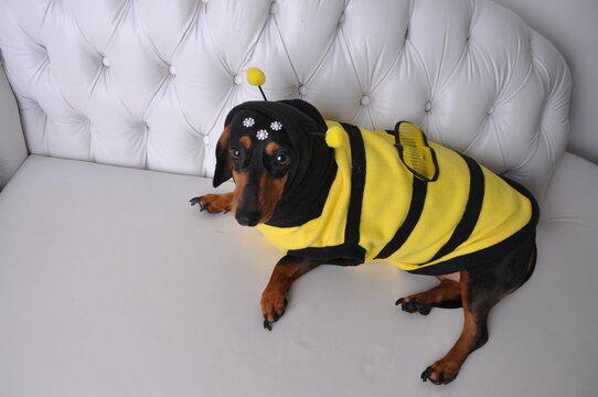 cachorro fofo vestido de abelha 