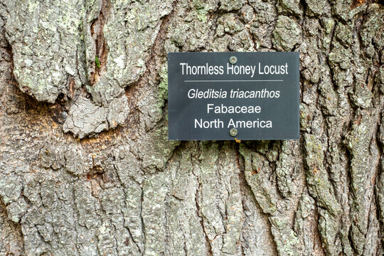 Botanical identification sign on Thornless Honey Locust tree bark