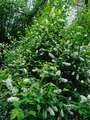 Kwitnąca nad śródleśnym strumieniem Czeremcha zwyczajna (Prunus padus L.)  W medycynie ludowej uznawana była za roślinę leczniczą. Owoce jej są jadalne, z lekkim gorzkawym posmakiem © JDziedzic