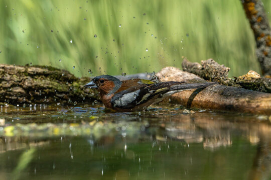 The chaffinch is bathing.