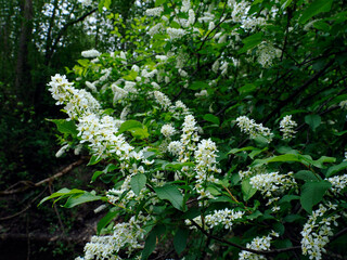 Kwitnąca nad śródleśnym strumieniem Czeremcha zwyczajna (Prunus padus L.)  W medycynie ludowej uznawana była za roślinę leczniczą. Owoce jej są jadalne, z lekkim gorzkawym posmakiem © JDziedzic