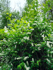 Kwitnąca nad śródleśnym strumieniem Czeremcha zwyczajna (Prunus padus L.)  W medycynie ludowej uznawana była za roślinę leczniczą. Owoce jej są jadalne, z lekkim gorzkawym posmakiem © JDziedzic