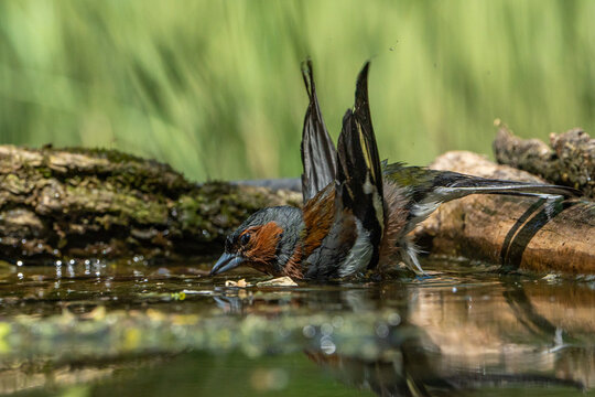 The chaffinch is bathing.