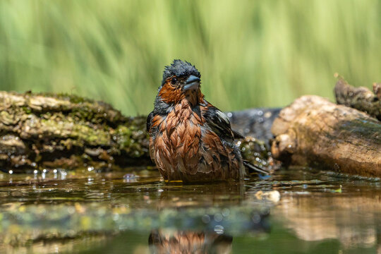 The chaffinch is bathing.