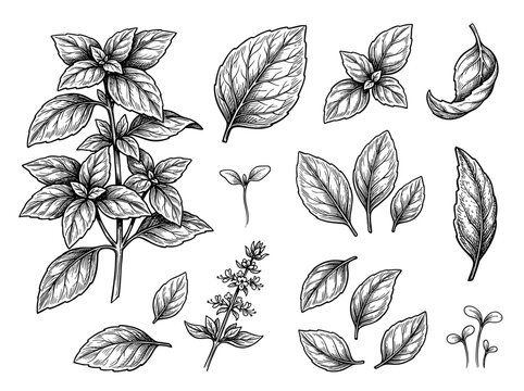 Hand drawn basil leaf and sprig set, black ink sketch on white background, culinary herb botanical art