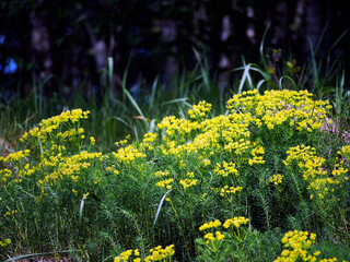 Kwitnąc Wilczomlecz sosnka (Euphorbia cyparissias L.)jest piękną rośliną w swoim naturalnym środowisku.   Jest rośliną trującą tak jak inne wilczomlecze zawiera trujące substancje w soku mlecznym © JDziedzic