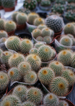 Young Parodia leninghausii cacti in vibrant setting, showcasing unique textures and shapes