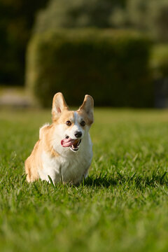 Pembroke Welsh Corgi watching surroundings from green meadow. Natural light and curious mood create peaceful outdoor portrait.