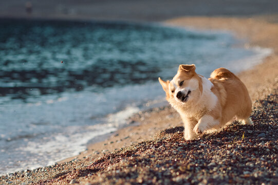 Pembroke Welsh Corgi enjoying a calm beach moment at sunset. Natural coastal background creates relaxed summer travel content.