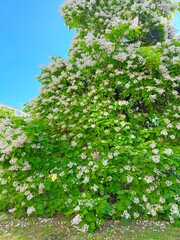 Fototapeta premium Large Blooming Catalpa Tree in Summer