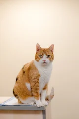 Cat in the cat's shelter © Юлия Батаева