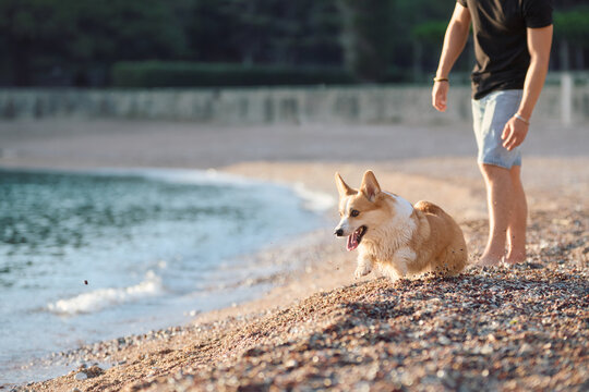 Pembroke Welsh Corgi spending time with owner near the shoreline. Warm sunset tones create authentic summer travel lifestyle content.