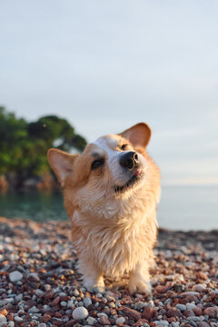 Pembroke Welsh Corgi moving toward camera along a sunny coastline. Warm evening light and relaxed mood create cheerful vacation content.