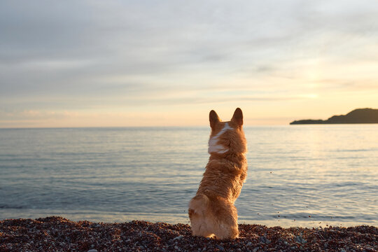 Pembroke Welsh Corgi sitting alone and watching calm ocean water. Open composition and soft evening colors create peaceful atmosphere.