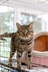 Cat in the cat's shelter © Юлия Батаева