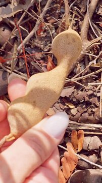 Vertical video. Hand Holding Tamarind Pod Above Ground with Dry Leaves and Fallen Shells, Close Up of Tropical Fruit Harvest and Natural Texture in Sunlight