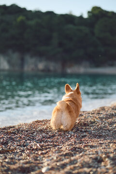Pembroke Welsh Corgi looking across calm sea from a pebble beach. Minimal composition creates peaceful travel and outdoor lifestyle content.