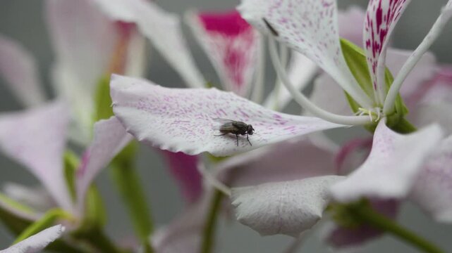 Macro View of Fly on Flower