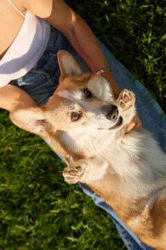 Pembroke Welsh Corgi resting beside owner in sunny outdoor setting. Natural interaction and warm atmosphere create cozy lifestyle story.