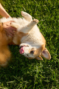Pembroke Welsh Corgi enjoying playtime while lying upside down on grass. Fun movement and relaxed mood create cheerful summer content.