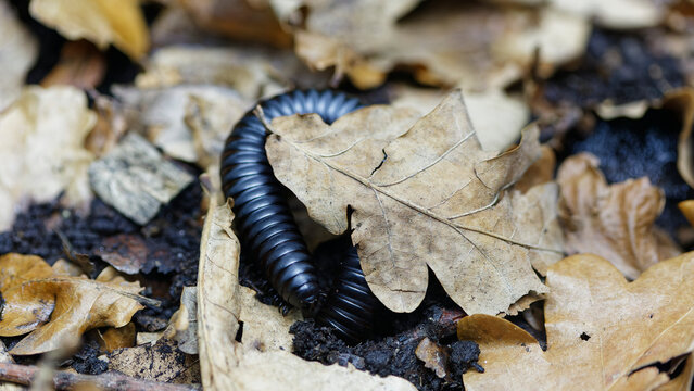 Millipede crawling on forest floor among dried leaves