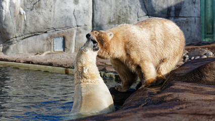 Polar bear cubs play fighting in zoo habitat © Emil