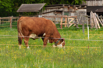 Brown cow grazing on green pasture with yellow flowers representing agricultural life in rural area. © Volha