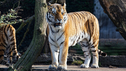 Fototapeta premium Tiger standing in natural habitat looking forward