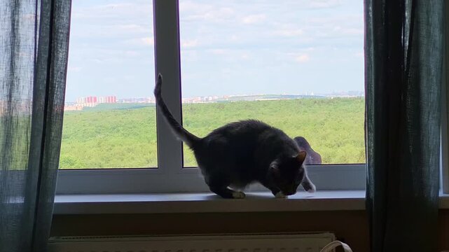 Cat crouching on windowsill watching a pigeon through the glass. Pet hunter observing bird outside. Rural landscape and city skyline view from house window. Domestic feline predator.
