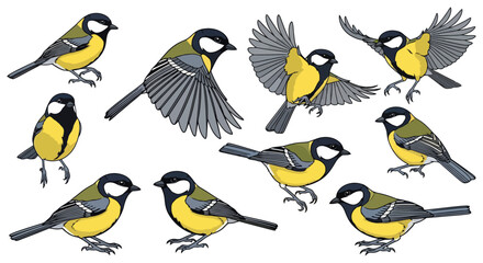 Great Tit Bird Collection in Various Flying and Perching Poses Illustration. © Pasni