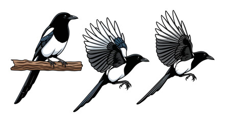 Naklejka premium Eurasian magpie bird illustration set showing perching and flying poses with black and white feathers.