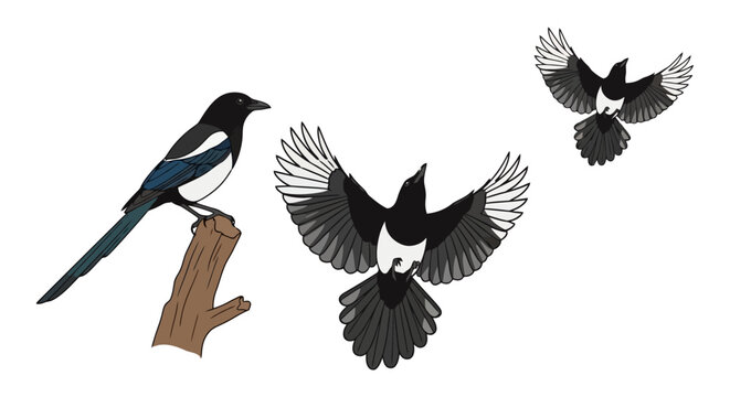 Eurasian magpie illustration set showing bird perched on branch and flying with open wings.