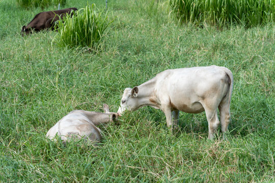 White Goat Grazing on Green Hillside