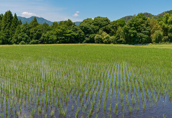 日本の田園に広がる青々とした水田 © Arakawa27