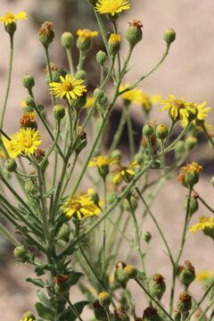 Largeflower Varifruit, Heterotheca Grandiflora, a darling native gynomonoecious herb displaying terminal racemose radiate head inflorescences during early autumn in the Morongo Basin Desert.