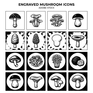 Set of sixteen engraved mushroom featuring various forest fungi species in black and white style on a clean white background surface