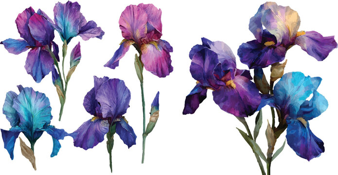 iris flowers isolated on white