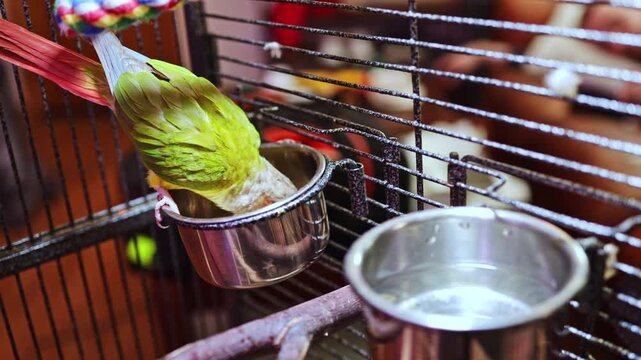 A small green and white bird is in a cage eating from a metal bowl while another bowl holds fresh water. The setting appears warm and lived-in, indicating a home environment.