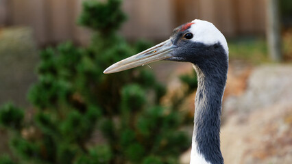Obraz premium Red-crowned crane head profile looking right