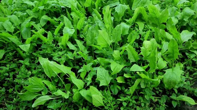 Fresh green spinach leaves growing in an organic vegetable garden