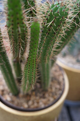 Rare Echinopsis arboricola cactus with green spines in a pot on a blurred background © Ella Halbreich