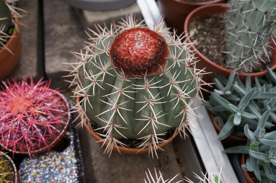 Melocactus bahiensis cactus with red cephalium on display in a plant nursery