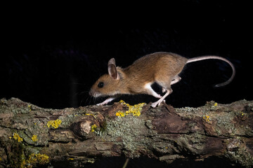Waldmaus (Apodemus sylvaticus) © Rolf Müller
