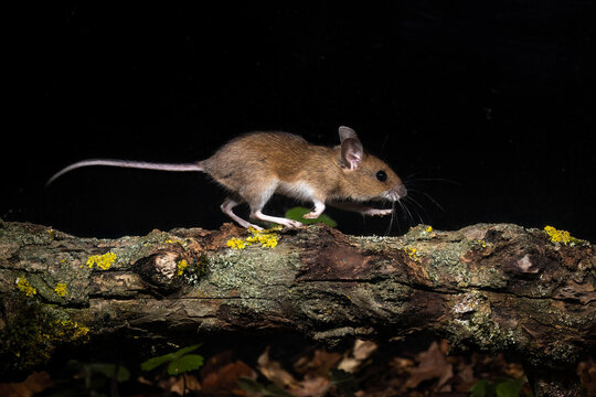 Waldmaus (Apodemus sylvaticus)