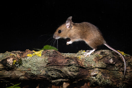 Waldmaus (Apodemus sylvaticus)