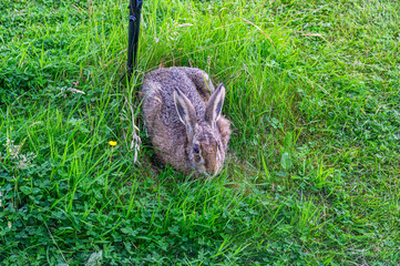 European hare with long ears sitting camouflaged in vibrant green grass © dimas830