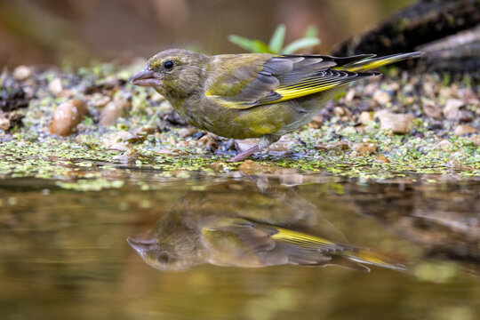 Gr&uuml;nfink (Carduelis chloris)